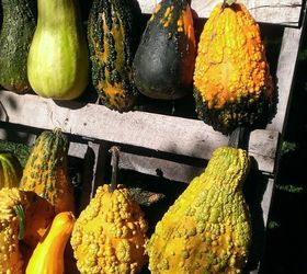 gourds fall decorating ideas natural