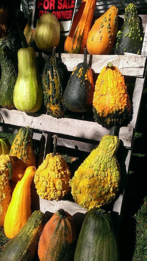 gourds fall decorating ideas natural