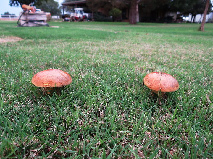 gardening mushroom toadstool type identify, gardening