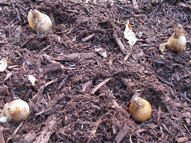 el otoo es el momento de plantar los bulbos de primavera