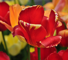 gardening tips spring bulbs tulips problems, flowers, gardening