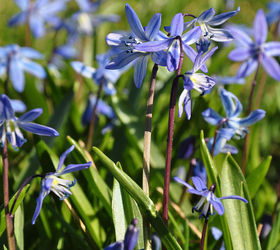 gardening tips spring bulbs tulips problems, flowers, gardening, Siberian Squill or Scilla siberica