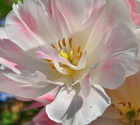 cmo evitar problemas comunes con los bulbos de primavera, Tulip n Angelique en mi jard n