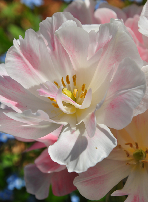 como evitar problemas comuns com lmpadas de mola, Tulipa 39 Angelique 39 no meu jardim