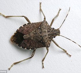 removing stink bugs covering house, pest control