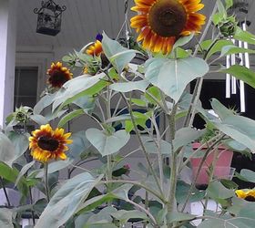 sunflowers garden flowers ohio, flowers, gardening