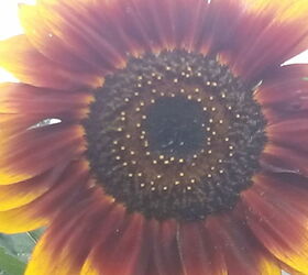 sunflowers garden flowers ohio, flowers, gardening