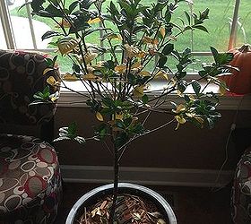 help my gardenia is dying