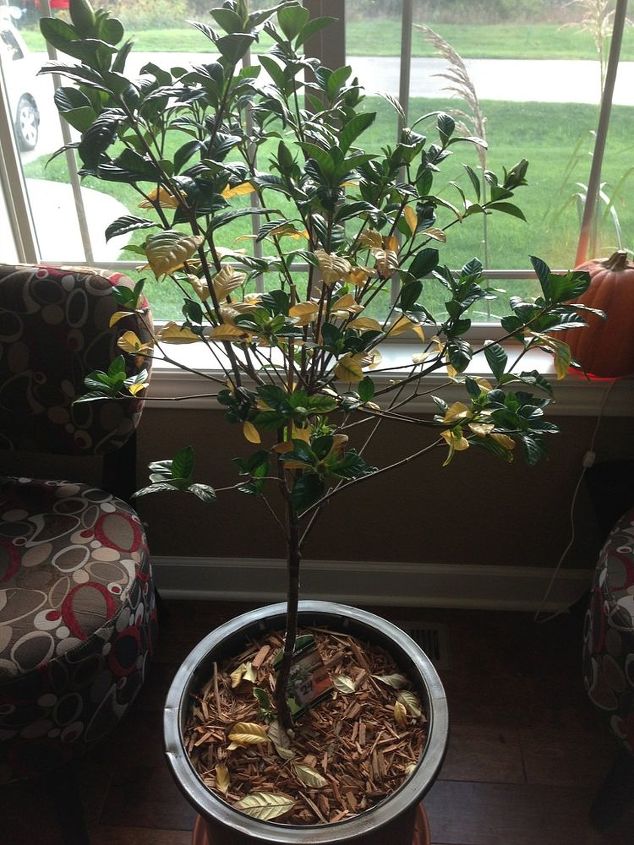 help my gardenia is dying