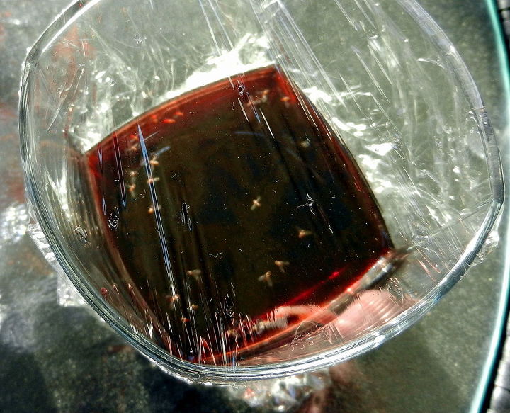 How To Get Rid Of Fruit Flies With Household Items Hometalk