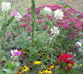 fall gardens new hampshire flowers, flowers, gardening, landscape