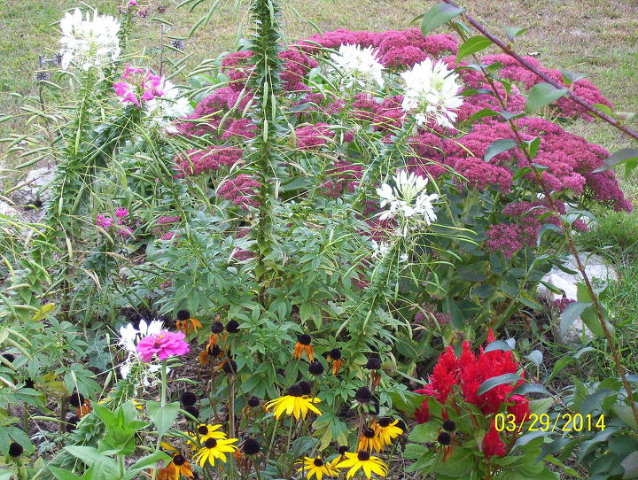 fall gardens new hampshire flowers, flowers, gardening, landscape