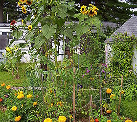 fall gardens new hampshire flowers, flowers, gardening, landscape, tomato garden
