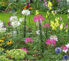 fall gardens new hampshire flowers, flowers, gardening, landscape, my flowers