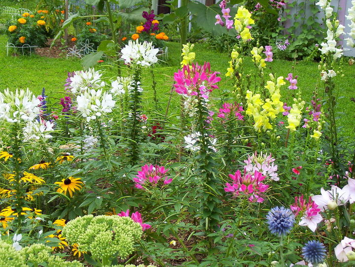 fall gardens new hampshire flowers, flowers, gardening, landscape, my flowers