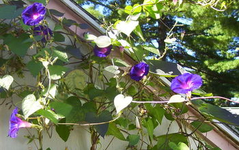 Morning Glories in the Autumn