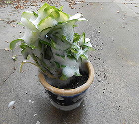 bring your houseplants inside but leave the bugs outside