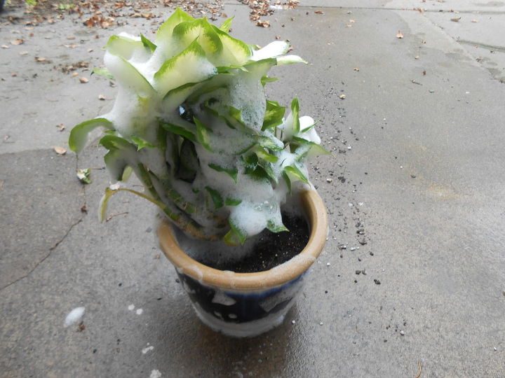 bring your houseplants inside but leave the bugs outside