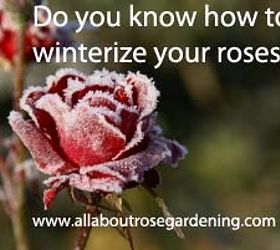 gardening tips winterizing roses, flowers, gardening, Protect your Roses