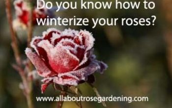 Winterizing Roses