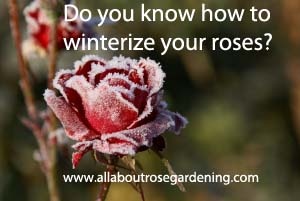 gardening tips winterizing roses, flowers, gardening, Protect your Roses
