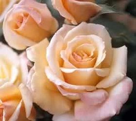 gardening tips winterizing roses, flowers, gardening, Hybrid Tea Rose