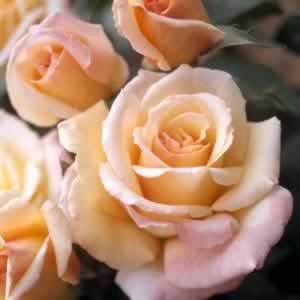 gardening tips winterizing roses, flowers, gardening, Hybrid Tea Rose