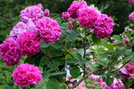 gardening tips winterizing roses, flowers, gardening, Seven Sisters Rose