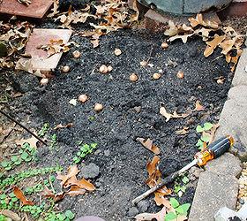crocus fall planting tips, flowers, gardening, landscape