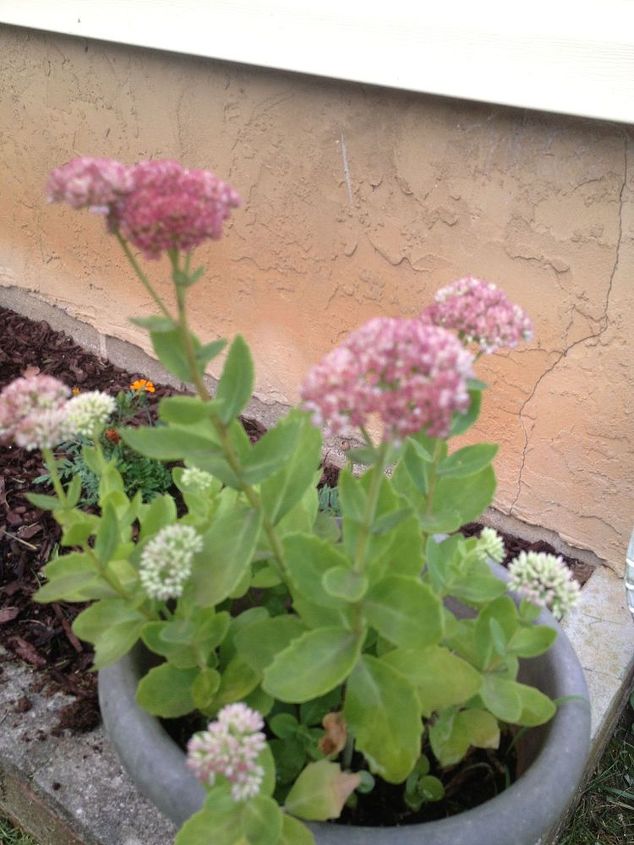 what plant is this, gardening