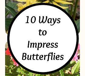 gardening tips butterflies attracting, gardening, outdoor living, pets animals