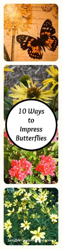 10 maneiras de impressionar borboletas