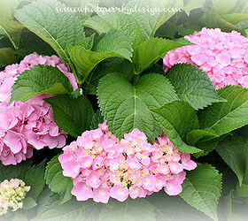 i m going to be transplanting some 4 year old hydrangeas, gardening