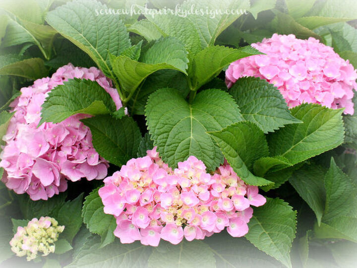 i m going to be transplanting some 4 year old hydrangeas, gardening