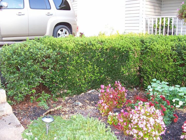 front bushes, gardening