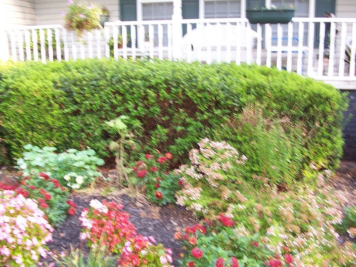 front bushes, gardening