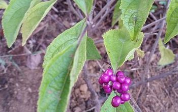American Beautyberry- a Southern Native Beauty