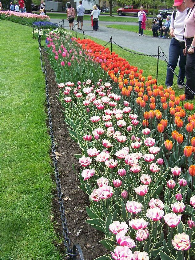 66th annual tulip festival albany ny may 2014