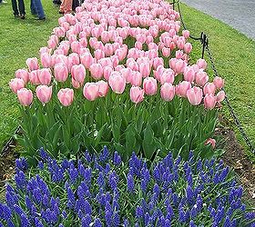 66th annual tulip festival albany ny may 2014