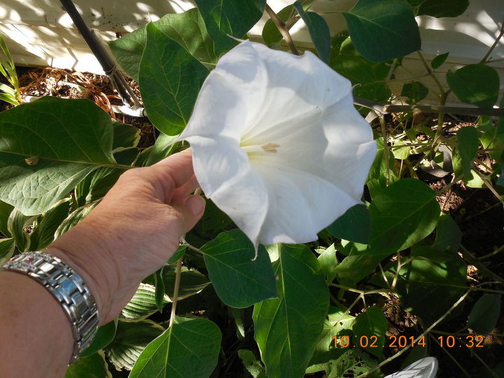 moon flower just now blooming why, gardening