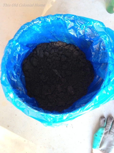 gardening rusty bucket planter, crafts, gardening, repurposing upcycling