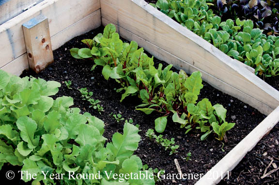 gardening cold frame raised bed quick, gardening, raised garden beds