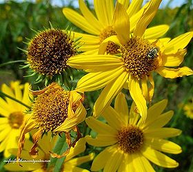 fall flowers longwood gardens meadow, gardening, Native Sunflowers are bee heaven