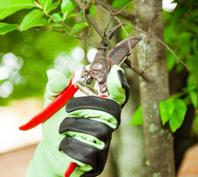 How to Find a Professional Tree Pruning Contractor