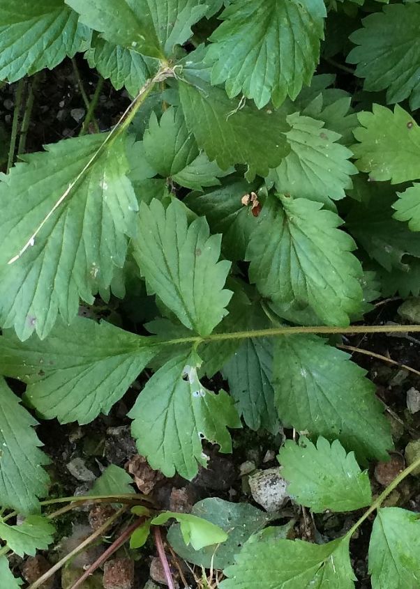 this one has to be a weed i think, close up