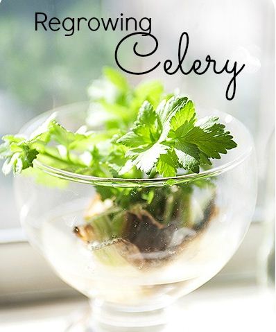 how to regrow celery, gardening, how to