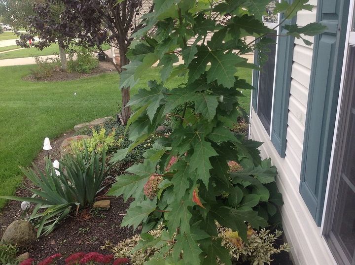 gardening tree identifying, gardening