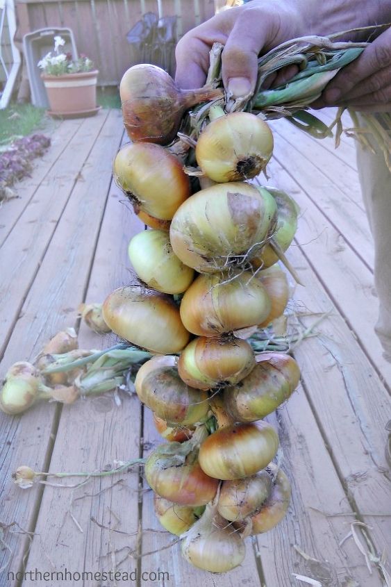 how to braid onions, how to, seasonal holiday decor
