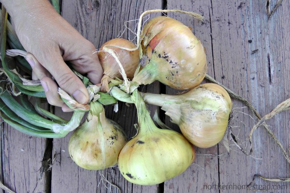 how to braid onions, how to, seasonal holiday decor