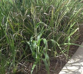 Plants That Look Like Corn Stalks